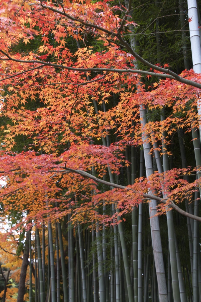 燃える竹林