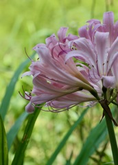 Resurrection Lilly