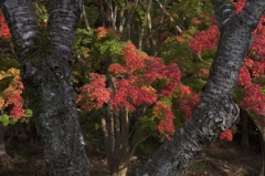 桜の木の下で