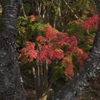桜の木の下で