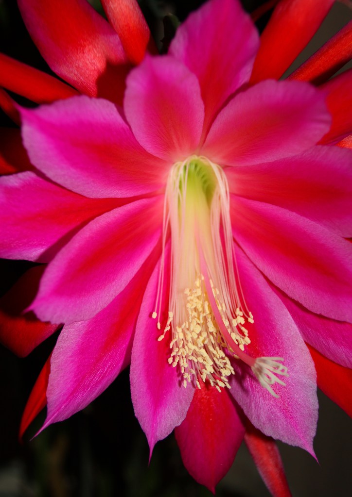 豪華絢爛その１