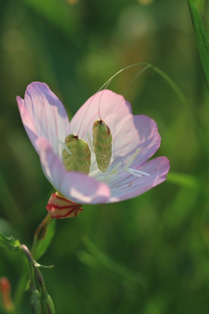 小判をいただく