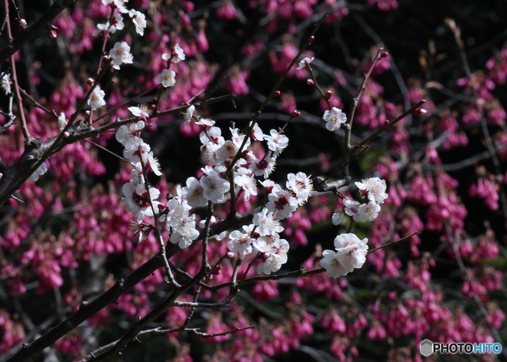 梅＆桜