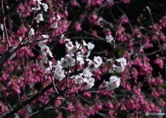 梅＆桜