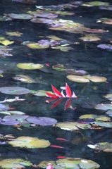 落ち葉の行方　その３