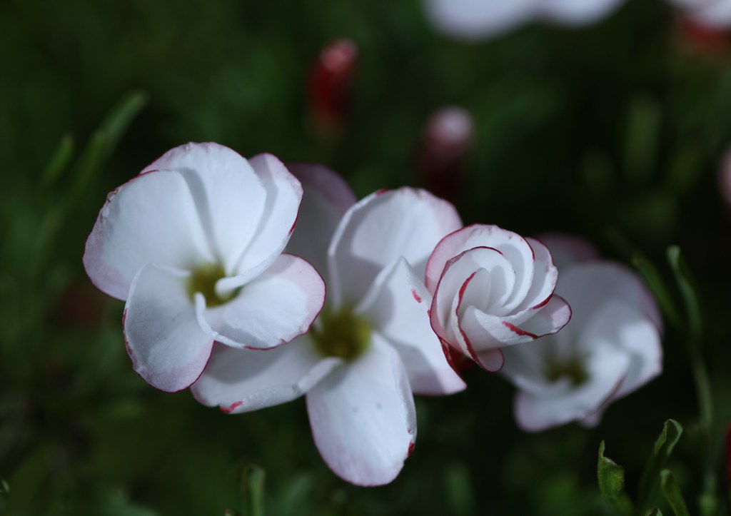 パーシーカラー　開花時