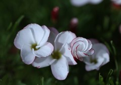 パーシーカラー　開花時