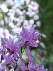 桜だけじゃないよ　その２