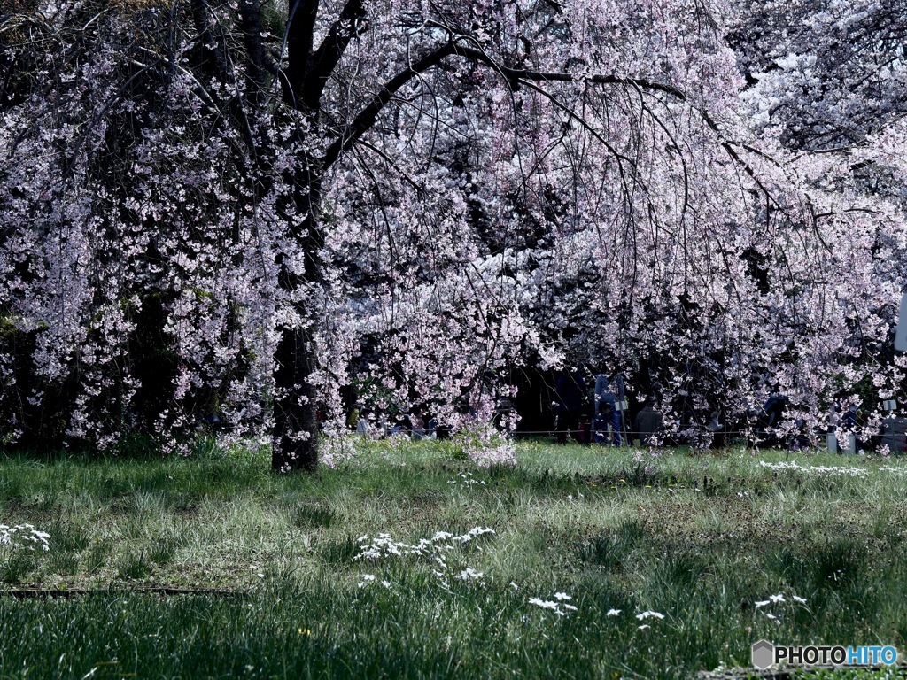 しだれ桜
