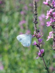 cabbage butterfly!