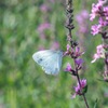 cabbage butterfly!