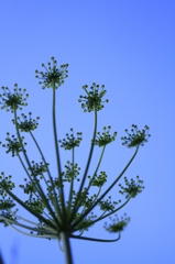 大空に向かって　その１