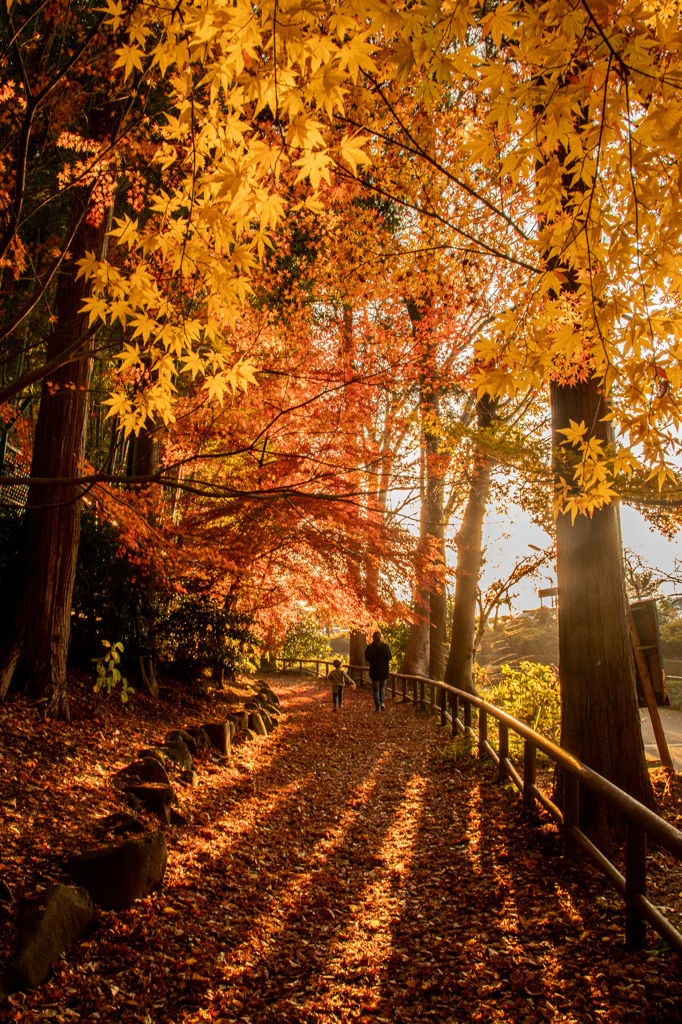 近くの紅葉　その６
