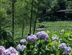 本土寺花菖蒲園