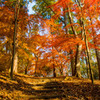 紅葉終焉へ　その１