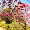 これも桜　その１