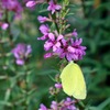 精霊花にモンキチョウ