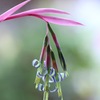 春風に揺れて