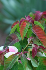 プリンセスの春