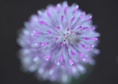 花火のように