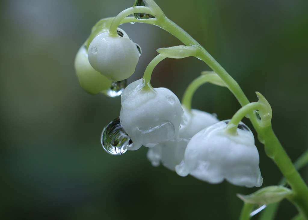 雨上がりの庭で　その１