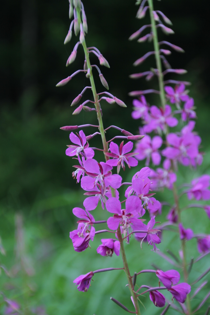 Fireweed