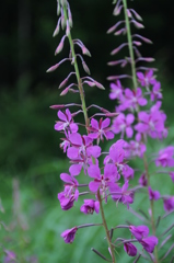 Fireweed