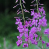 Fireweed