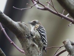 Japanese Pygmy Woodpecker その１