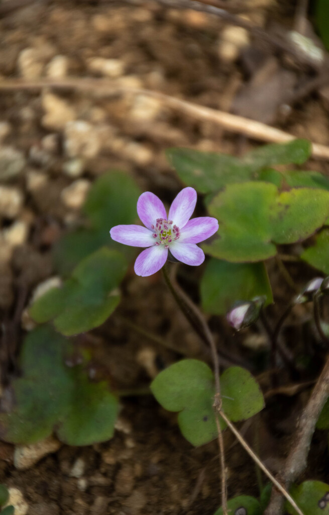 春の野草　その１