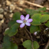 春の野草　その１