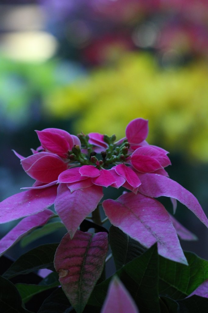 ピンクもあります