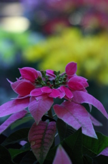 ピンクもあります