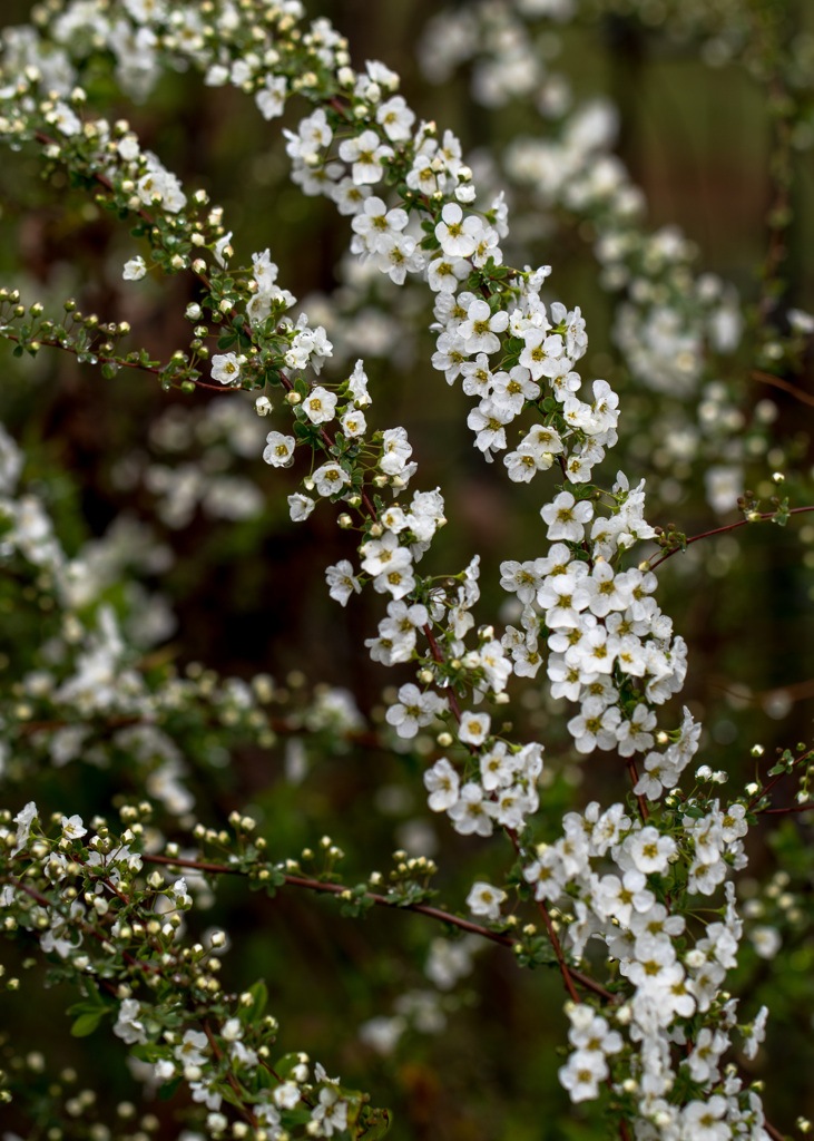 雪の少ない冬過ぎて