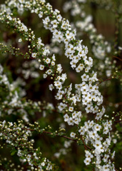 雪の少ない冬過ぎて