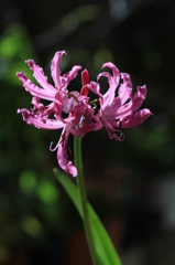 ダイアモンドの輝き？