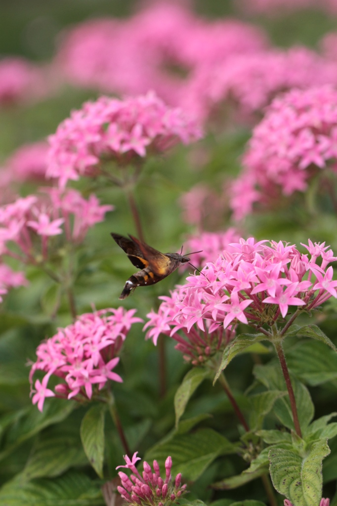 蜂？雀？　その２