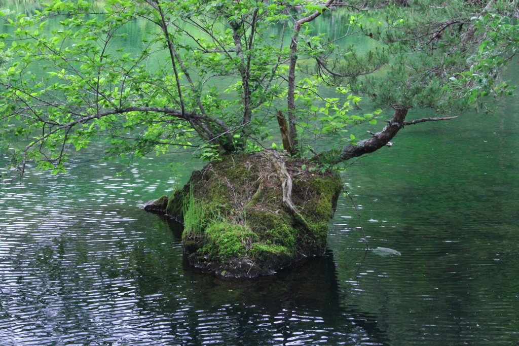 盆景