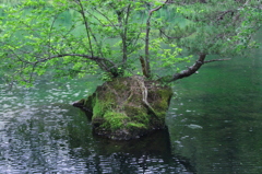 盆景