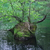 盆景