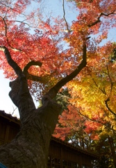 立ち上る紅葉
