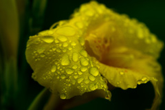 露はいいけど梅雨はもうたくさん　その１