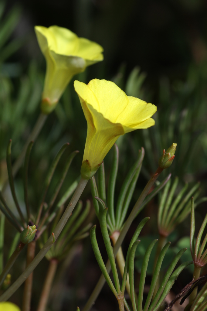 オキザリス・フラバ　その２