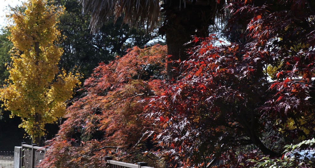 我が家で紅葉狩り　その１