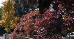 我が家で紅葉狩り　その１