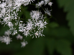 線香花火？
