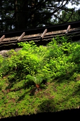 苔むして