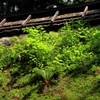 苔むして