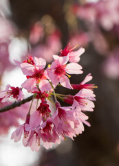 近所の桜