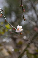 我が家の枝垂れ梅一番花　その２